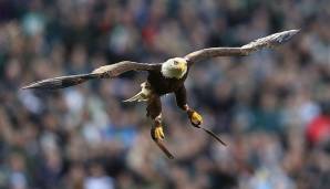 Bereits am Samstag hieß es EAGLE! Challenger, das lebensechte Maskottchen der Eagles setzte schon vor dem Kick-Off gegen die Falcons zum Höhenflug an